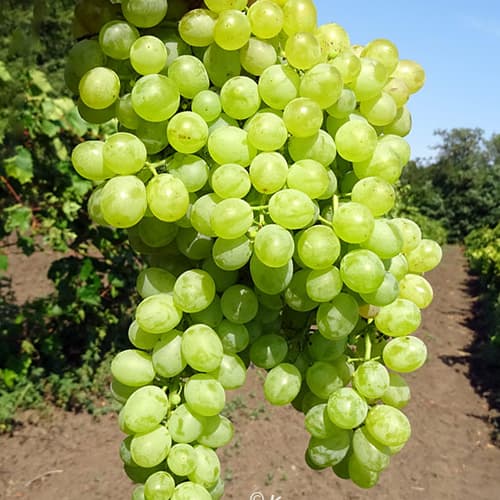 Виноград кишмиш Коктейль изображение 1 артикул 8397