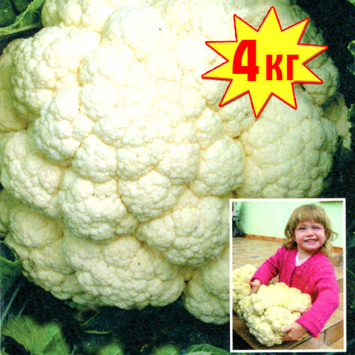 Капуста цветная РР F1, семена изображение 1 артикул 7704