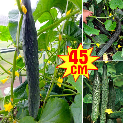 Огурец  XXL РР F1, семена изображение 1 артикул 7707