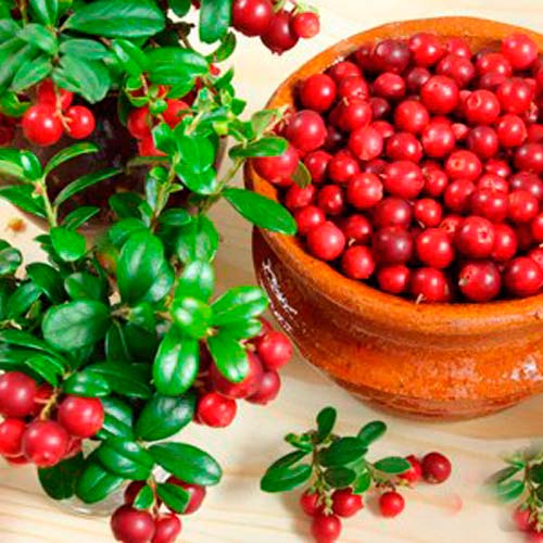 Брусника Редберри артикул фото 1 Брусника Редберри изображение 1 артикул 4415