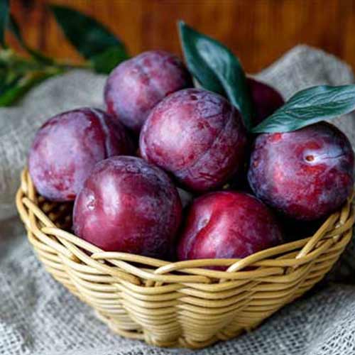 Слива-алыча черная Анжелино изображение 1 артикул 5712