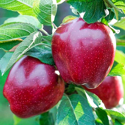 Яблоня Ред Чиф изображение 1 артикул 7465