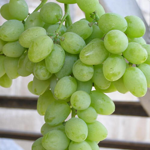 Виноград Элегант изображение 1 артикул 8396