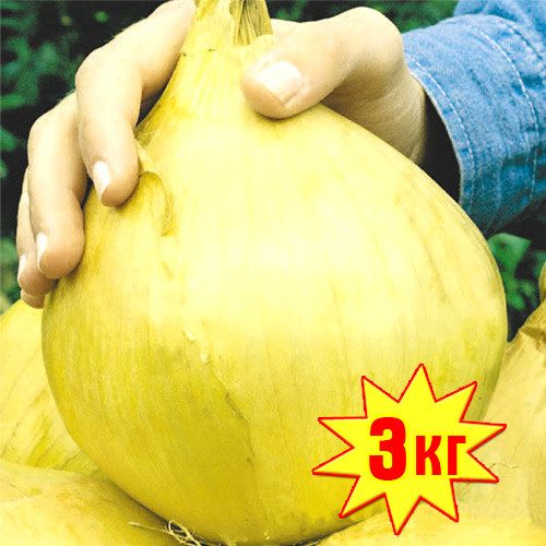 Лук репчатый РР F1, семена изображение 1 артикул 7705