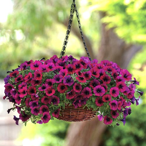 Петуния стелющаяся F1 Пурпл класик, плазменные семена изображение 1 артикул 60043