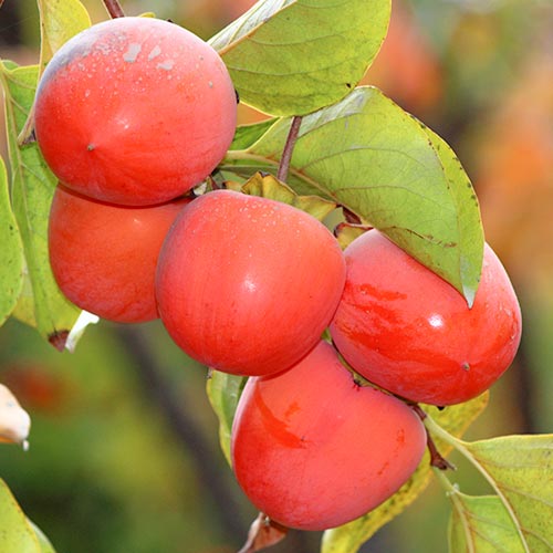 Хурма Никитская бордовая изображение 1 артикул 4269