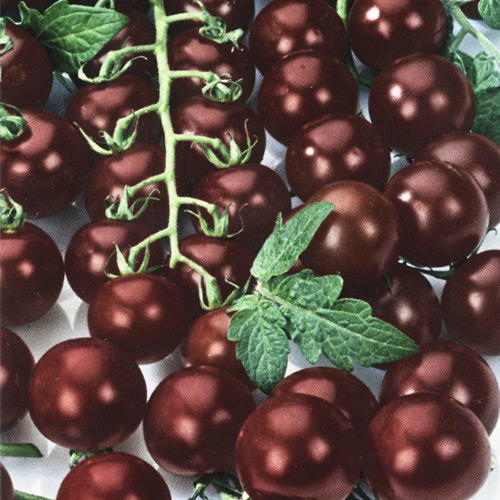 Томат Блэк черри, семена изображение 1 артикул 20.2080