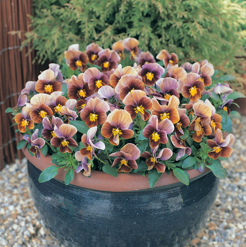 Виола вильямса F1 Шоколад, плазменные семена изображение 1 артикул 58030