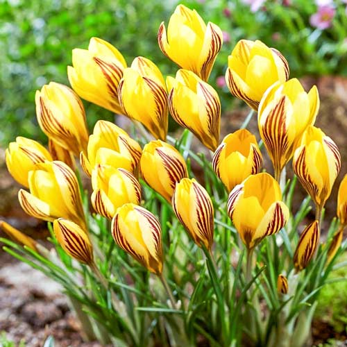 Крокус Фускотинктус артикул фото 1 Крокус Фускотинктус изображение 1 артикул 67539