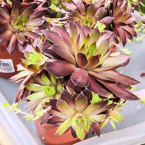 Молодило Бронко изображение 1 артикул 01362