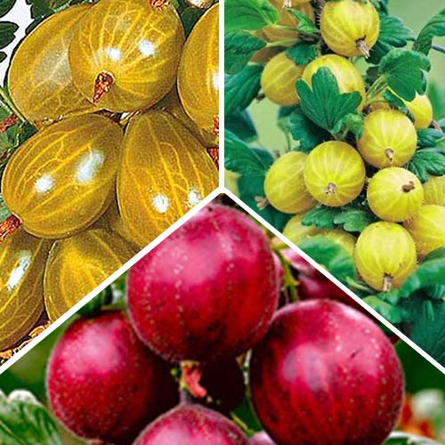 Суперпредложение!  Комплект крыжовника Трио из 3-х саженцев изображение 1 артикул 4970