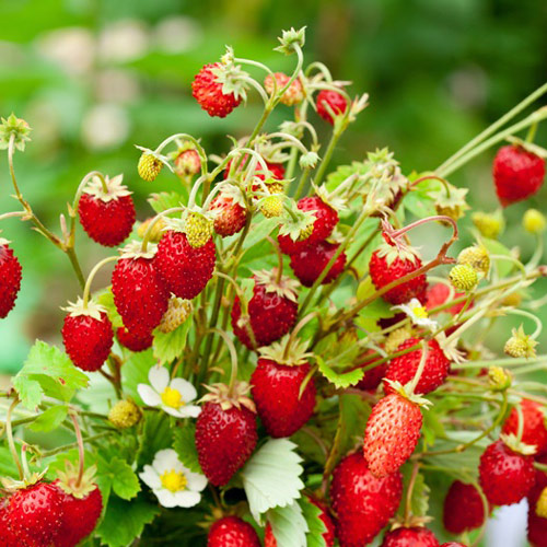 Земляника  Шавал артикул фото 1 Земляника  Шавал изображение 1 артикул 7213