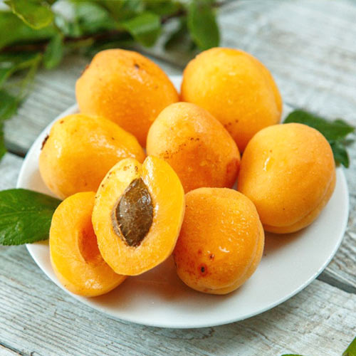 Абрикос Ананасный изображение 1 артикул 7400