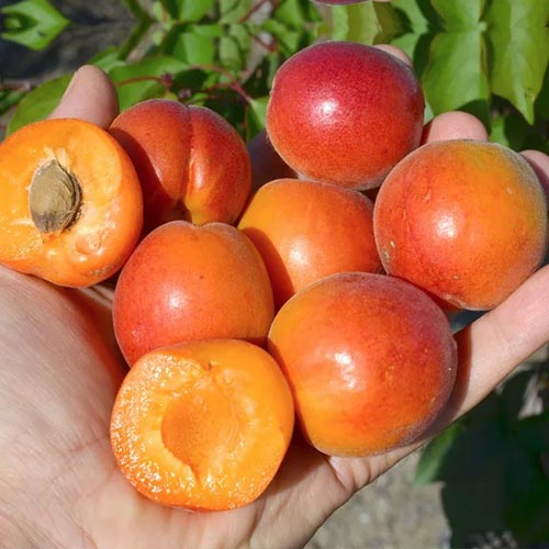Абрикос Царский изображение 1 артикул 4160