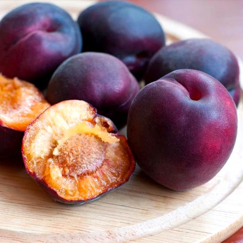 Абрикос Черный бархат артикул фото 1 Абрикос Черный бархат изображение 1 артикул 7001