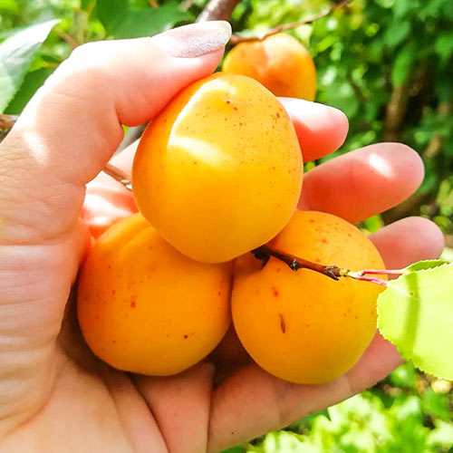 Абрикос Хабаровский изображение 1 артикул 4159