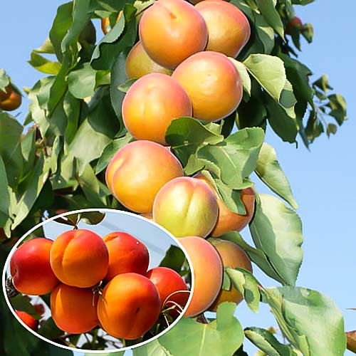 Абрикос колоновидный Звездный артикул фото 1 Абрикос колоновидный Звездный изображение 1 артикул 1957