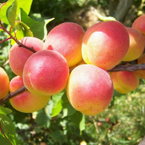 Абрикос Краснощекий изображение 1 артикул 8874