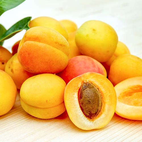 Абрикос Лель артикул фото 1 Абрикос Лель изображение 1 артикул 4153