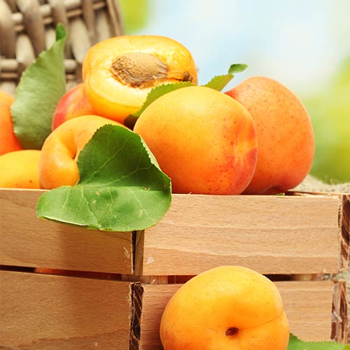 Абрикос Персиковый изображение 1 артикул 4144