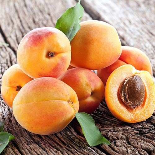 Абрикос Пинкот изображение 1 артикул 4145