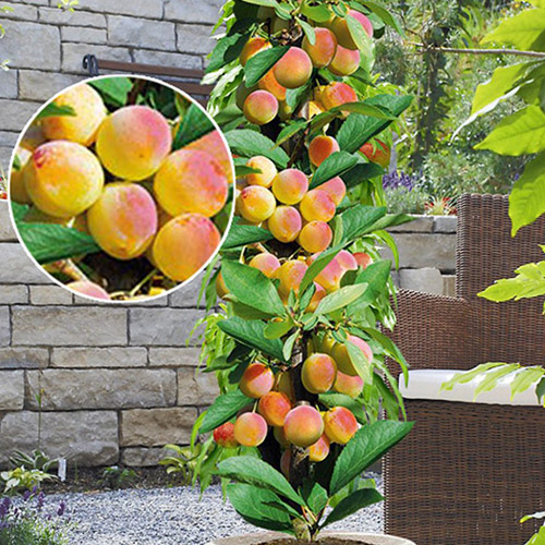 Абрикос колоновидный Принц Март изображение 1 артикул 1901