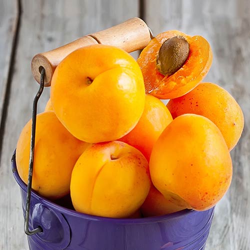 Абрикос Россиянин изображение 1 артикул 4156