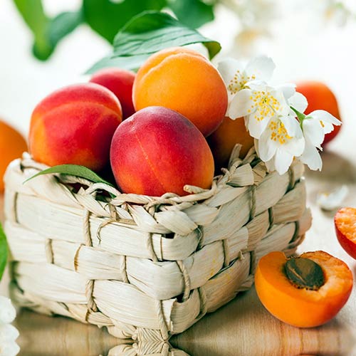 Абрикос Сибирский изображение 1 артикул 7402