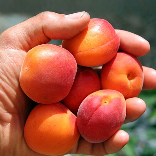 Абрикос Спринг Блаш изображение 1 артикул 4147