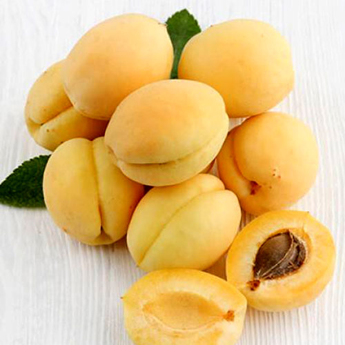 Абрикос Титан изображение 1 артикул 4158