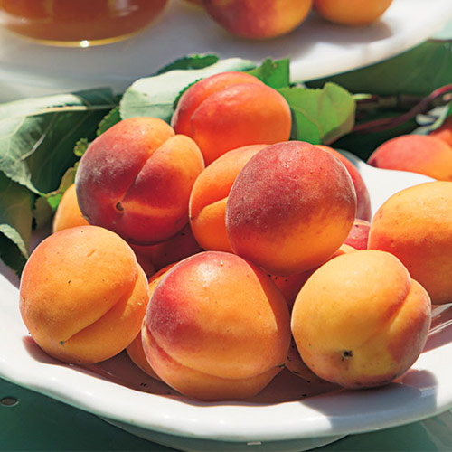 Абрикос Триумф северный изображение 1 артикул 7403
