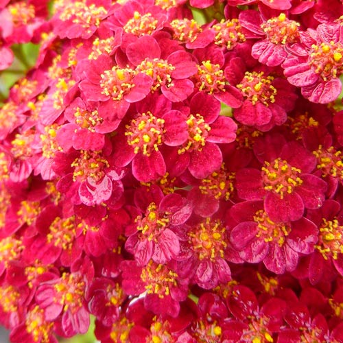 Тысячелистник Ред Бьюти изображение 2 артикул 6128