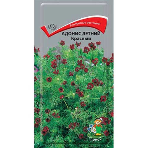 Адонис летний Красный Поиск изображение 1 артикул 92840