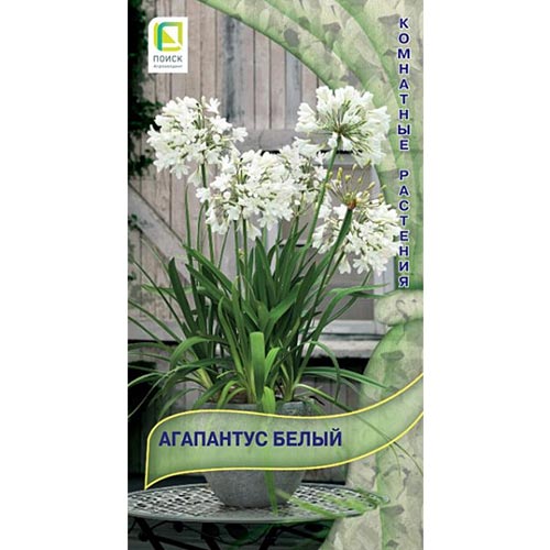 Агапантус Белый Поиск изображение 1 артикул 92835