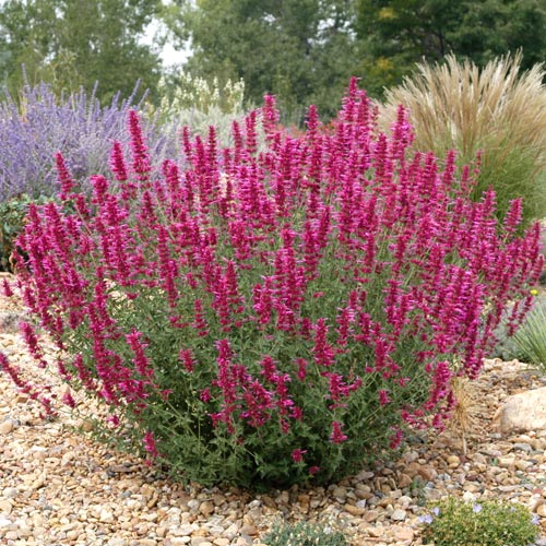 Многоколосник Самме Лав изображение 1 артикул 6143