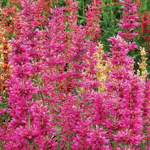 Многоколосник Самме Лав изображение 2 артикул 6143