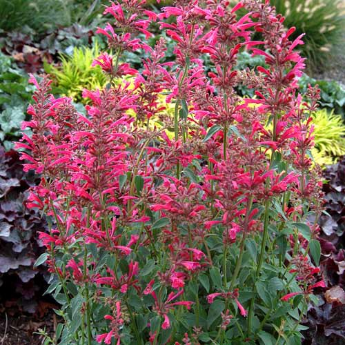 Многоколосник Самме Лав изображение 3 артикул 6143