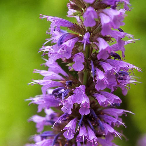 Многоколосник Самме Скай изображение 2 артикул 6144