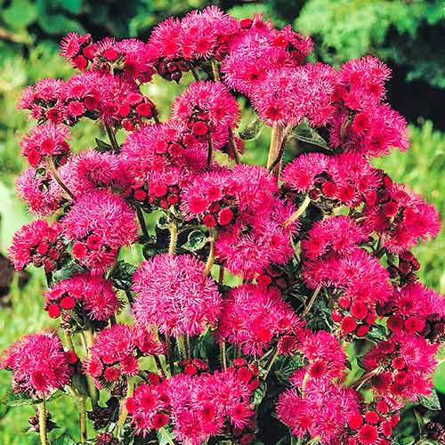 Агератум Красный букет изображение 1 артикул 78101