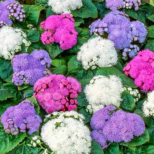 Агератум низкорослый, смесь окрасок изображение 1 артикул 73764