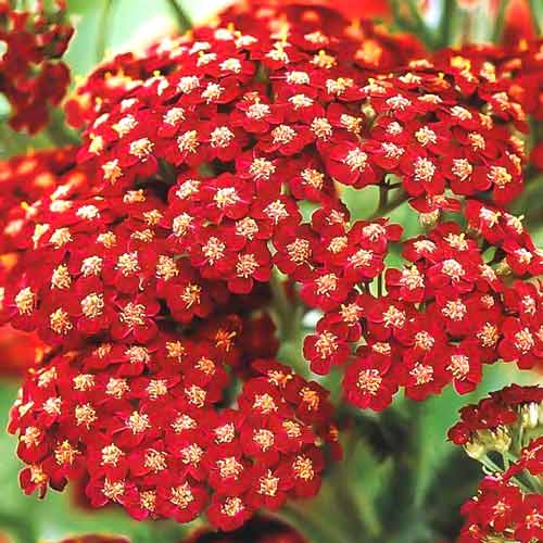 Ахиллея (тысячелистник) Шери Квин изображение 1 артикул 68623