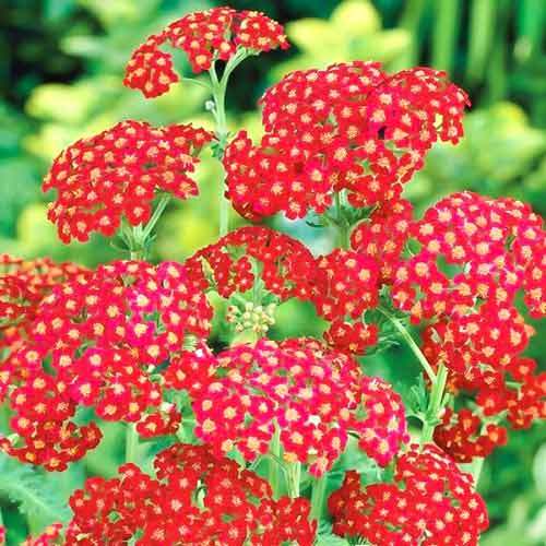 Ахиллея (тысячелистник) Шери Квин изображение 2 артикул 68623