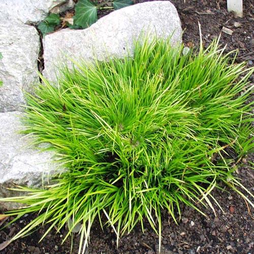 Аир Минимус Ауреус изображение 1 артикул 6134