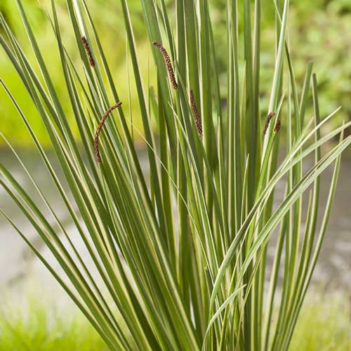 Аир обыкновенний изображение 1 артикул 9555