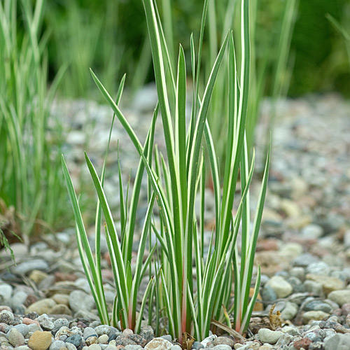 Аир Вариегатус изображение 2 артикул 6133