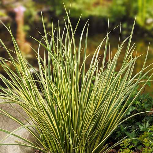 Аир злаковидный Хакуро Нишики изображение 1 артикул 9500