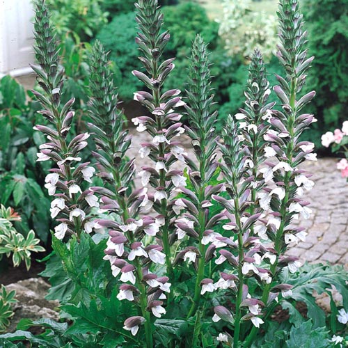 Акантус Монинг Кандли изображение 1 артикул 6127