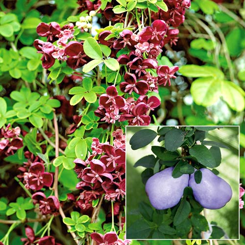 Акебия (Шоколадная лиана) артикул фото 1 Акебия (Шоколадная лиана) изображение 1 артикул 9200