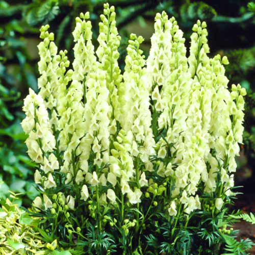 Аконит Айворин артикул фото 1 Аконит Айворин изображение 1 артикул 68603