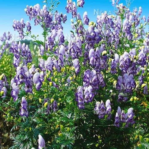Аконит Биколор изображение 2 артикул 6131